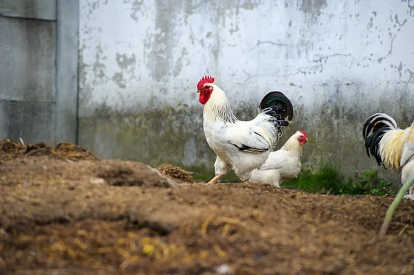 Pollo —  Fotos de Stock