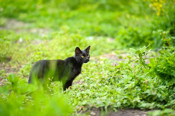 Gato preto na grama verde — Fotografia de Stock