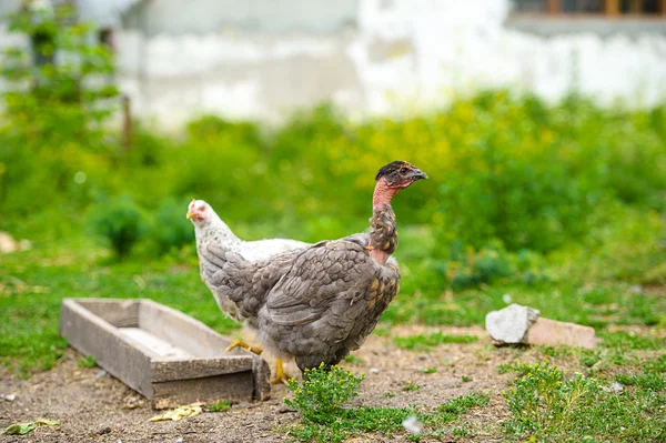 Chicken — Stock Photo, Image