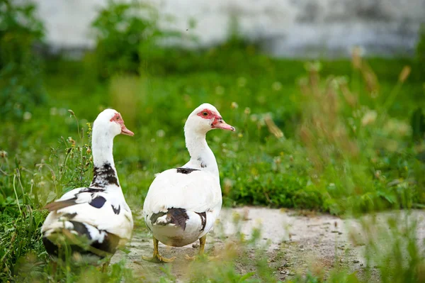 Enten auf einem Bauernhof — Stockfoto