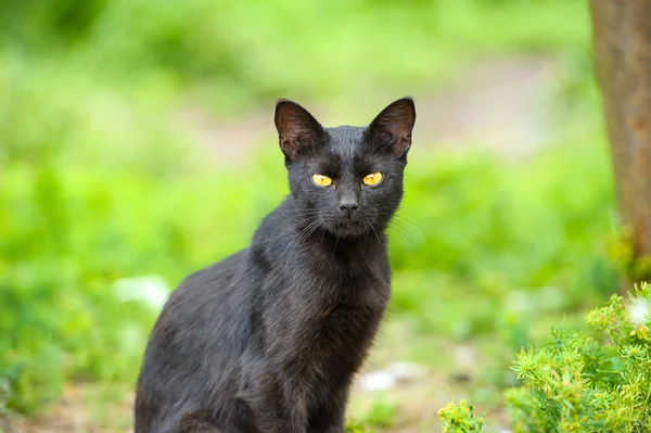 Zwarte kat op groen gras — Stockfoto