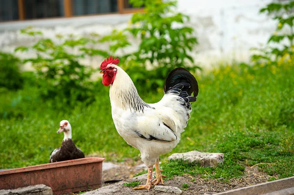 Frango — Fotografia de Stock