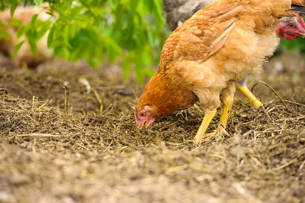 Chicken — Stock Photo, Image