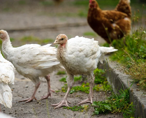 Turkeys — Stock Photo, Image