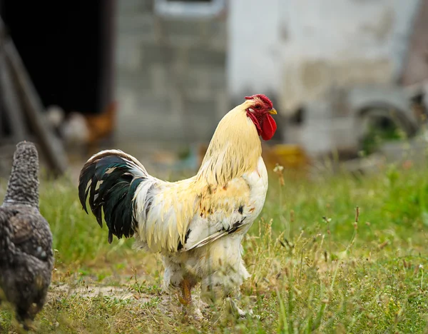 Chicken — Stock Photo, Image