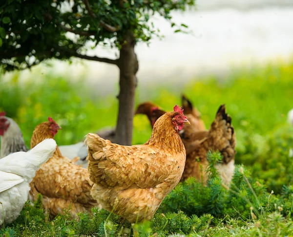 Frango — Fotografia de Stock