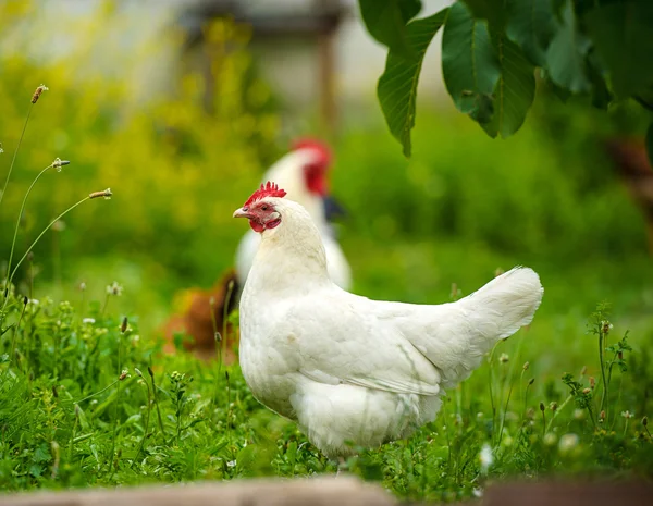 Pollo — Foto Stock