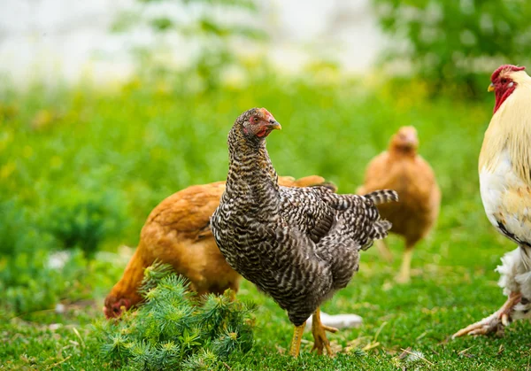 Chicken — Stock Photo, Image