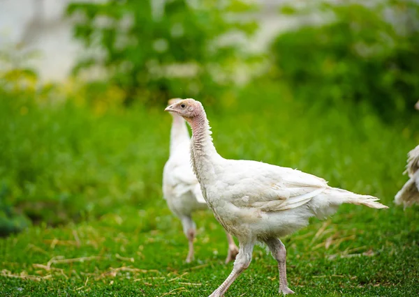 Kalkoner — Stockfoto