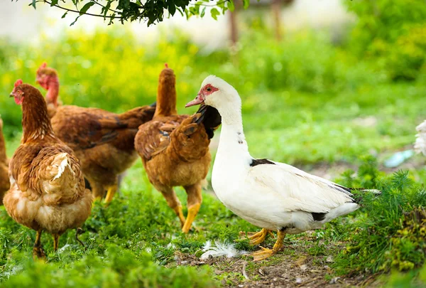 Tavuk ve ördek — Stok fotoğraf