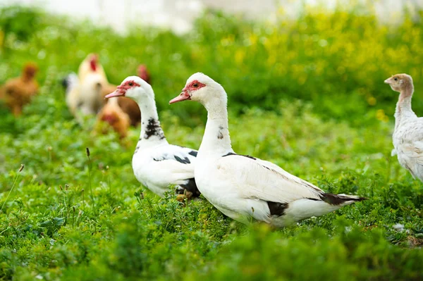 Ducks on a farm — Stock Photo, Image