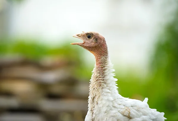 Turkeys — Stock Photo, Image