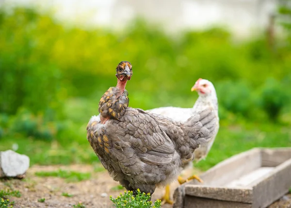 Chicken — Stock Photo, Image