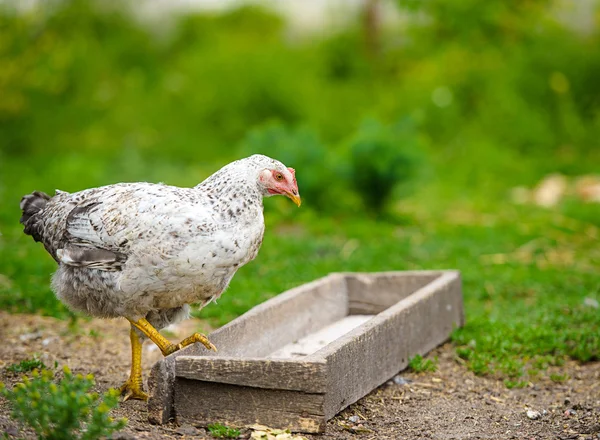 Frango — Fotografia de Stock