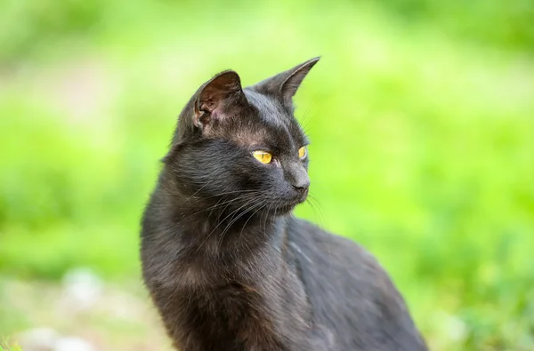 Yeşil çimenlerin üzerinde kara kedi — Stok fotoğraf