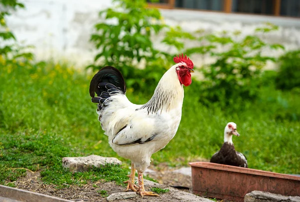 Chicken — Stock Photo, Image