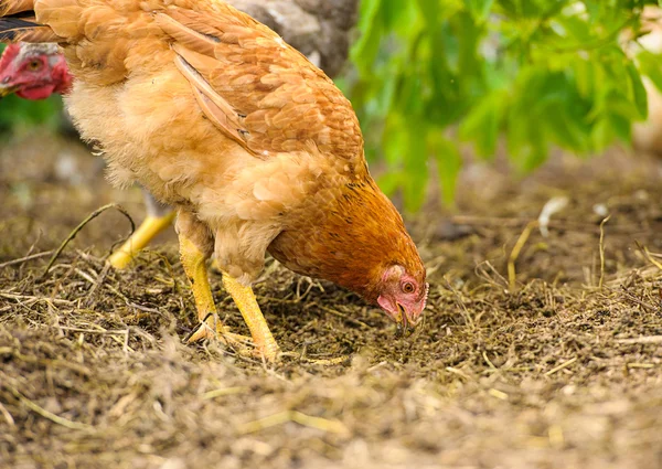 Chicken — Stock Photo, Image