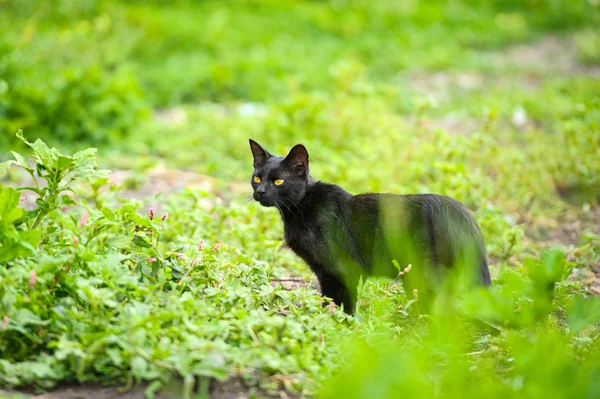 Zwarte kat op groen gras — Stockfoto