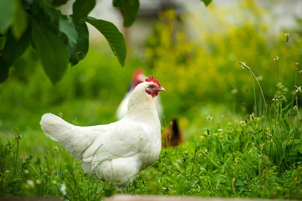 Huhn — Stockfoto