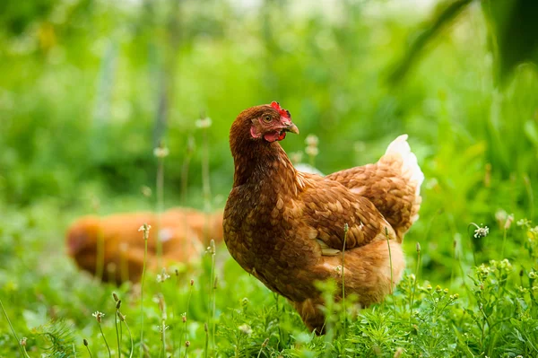 Chicken — Stock Photo, Image