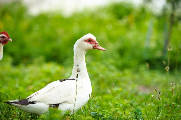 Eend op een boerderij — Stockfoto