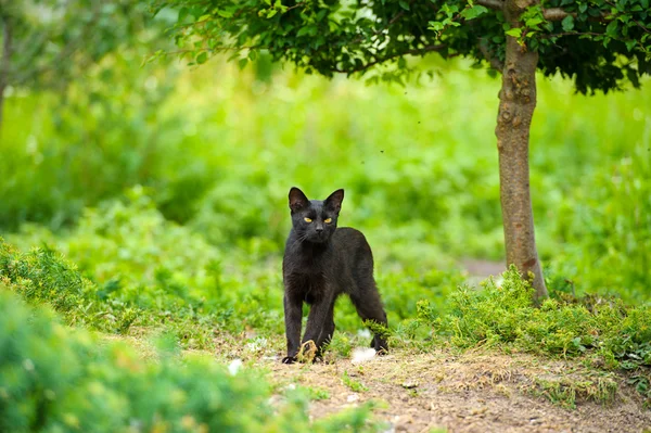 Chat noir sur herbe verte — Photo