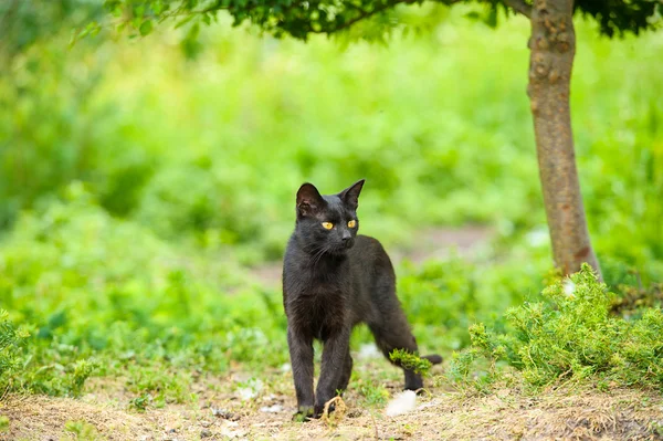 Zwarte kat op groen gras — Stockfoto