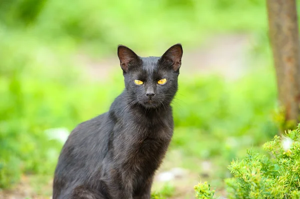 Zwarte kat op groen gras — Stockfoto