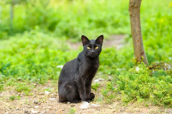 Schwarze Katze auf grünem Gras — 图库照片