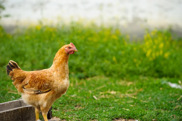 Giovane uccello pollo — Foto Stock