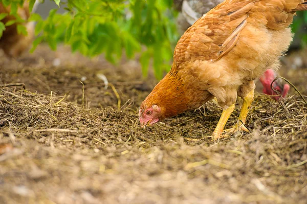 Young chicken bird — Stock Photo, Image