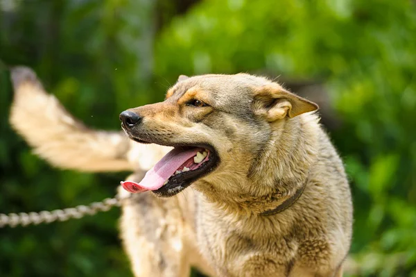 Portret van volwassen hond — Stockfoto