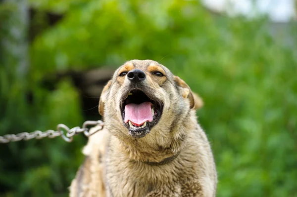 Volwassen boos hond — Stockfoto