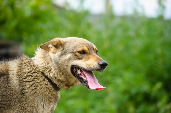 Retrato de cão adulto — Fotografia de Stock