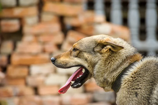 Portret van volwassen hond — Stockfoto