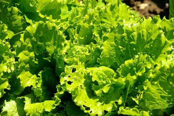 Salada verde em um jardim — Fotografia de Stock