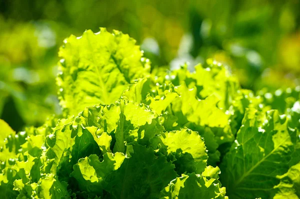 Insalata verde in un giardino — Foto Stock