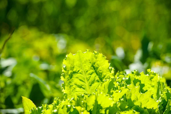 Grüner Salat im Garten — Stockfoto
