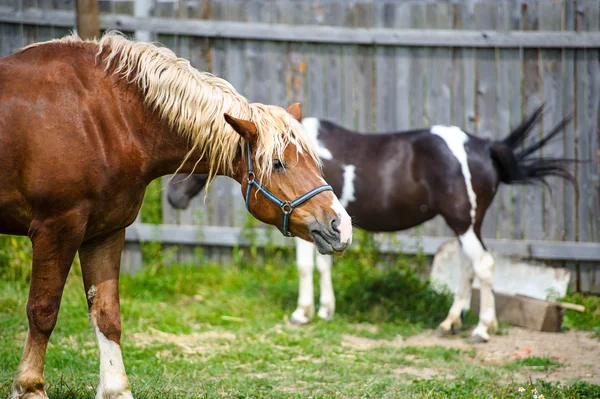 Prachtige paarden op boerderij. — Stockfoto