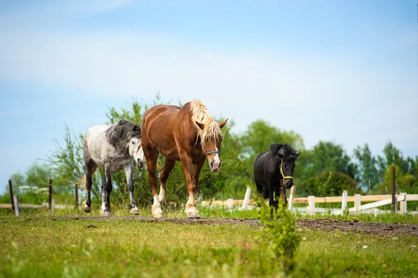 Belos cavalos na fazenda . — Fotografia de Stock