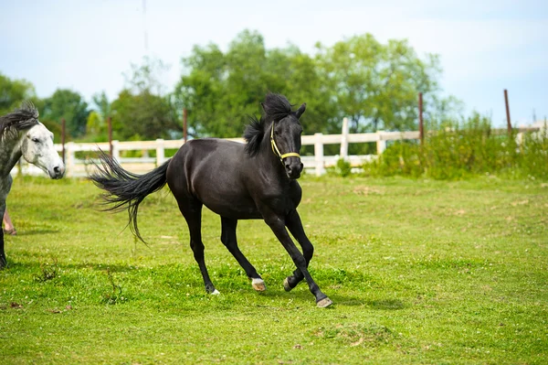 Hermosos caballos en la granja . —  Fotos de Stock