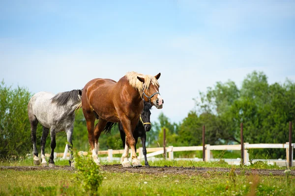 Schöne Pferde auf dem Bauernhof. — Stockfoto