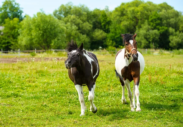 Lopende paarden in weide. — Stockfoto