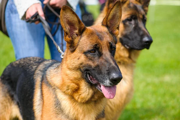 ジャーマン ・ シェパード犬 — ストック写真