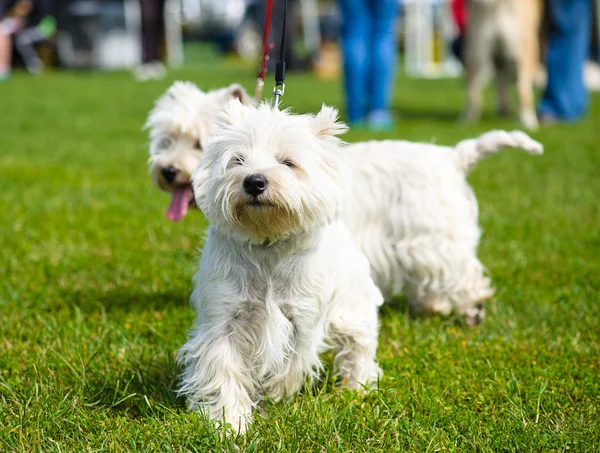 Komik köpekler çayır üzerinde — Stok fotoğraf