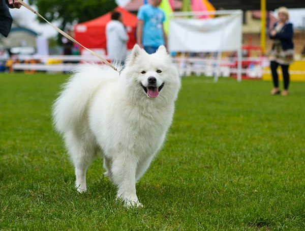 Çayır üzerinde komik köpek — Stok fotoğraf