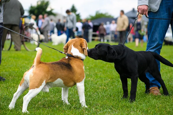 Grappige honden op weide — Stockfoto