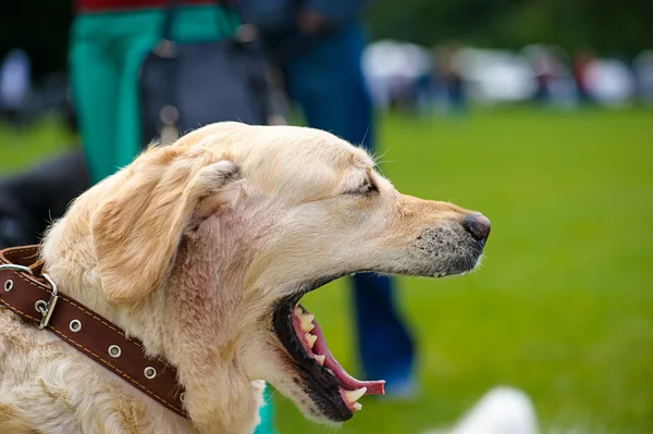 Cão engraçado no prado — Fotografia de Stock