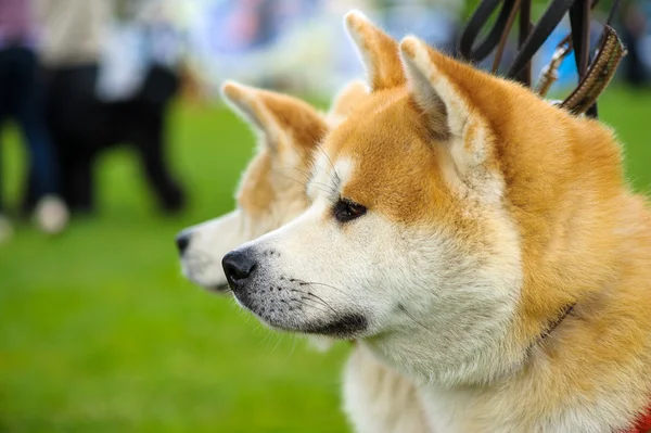 Akita inu Hunde — Stockfoto