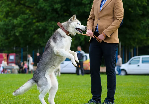 Siberian Husky dog — Stock Photo, Image